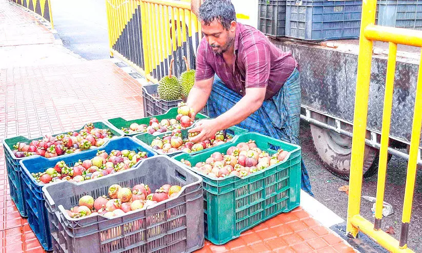 മാങ്കോസ്റ്റിൻ വിപണി നഷ്ടത്തിൽ