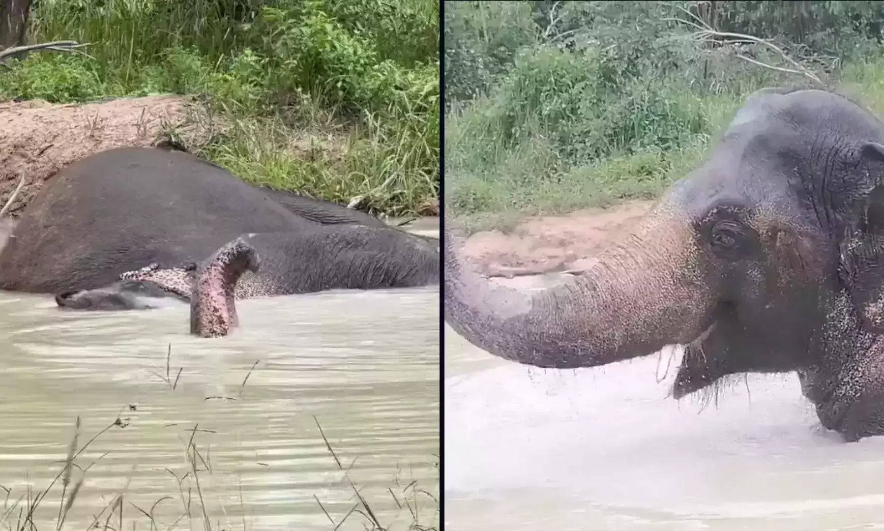 ഒരിക്കൽ ലോകത്തിലെ ഏകാകിയായ ആന, ഇന്ന് ജീവിതം ആസ്വദിക്കുന്നു; വൈറലായി കാവാന്റെ വീഡിയോ ഒരിക്കൽ ലോകത്തിലെ ഏകാകിയായ ആന, ഇന്ന് ജീവിതം ആസ്വദിക്കുന്നു; വൈറലായി കാവാന്റെ വീഡിയോ