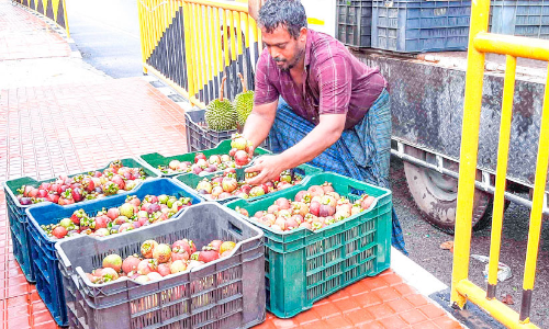 മാങ്കോസ്റ്റിൻ വിപണി നഷ്ടത്തിൽ