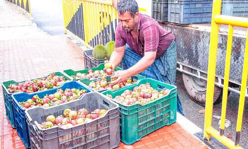 മാങ്കോസ്റ്റിൻ വിപണി നഷ്ടത്തിൽ