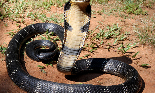 പാമ്പുകളെ അറിയാൻ സർപ്പ മൊബൈൽ ആപ്ലിക്കേഷൻ