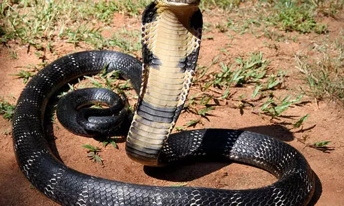 പാമ്പുകളെ അറിയാൻ സർപ്പ മൊബൈൽ ആപ്ലിക്കേഷൻ