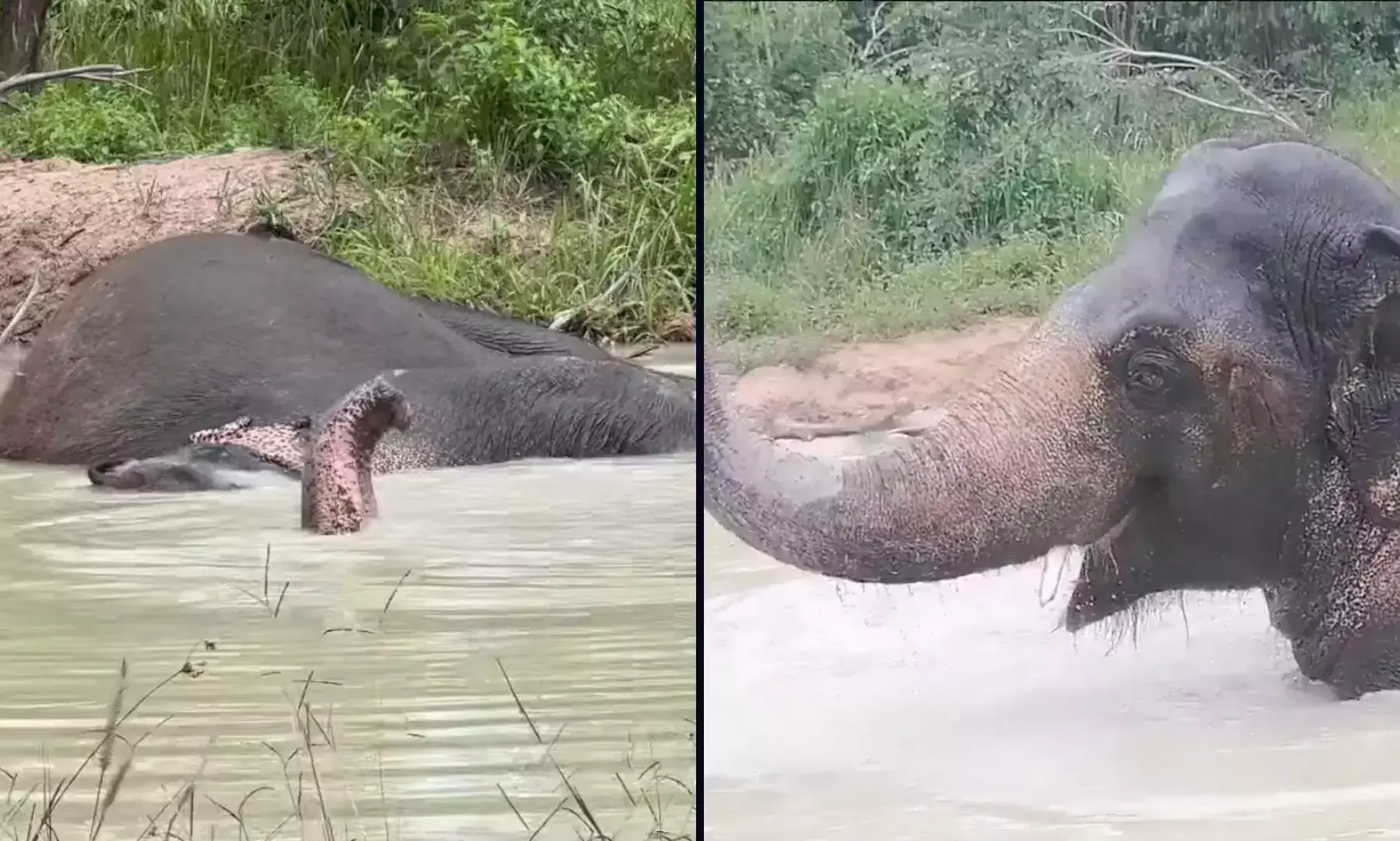 ഒരിക്കൽ ലോകത്തിലെ ഏകാകിയായ ആന, ഇന്ന് ജീവിതം ആസ്വദിക്കുന്നു; വൈറലായി കാവാന്‍റെ വീഡിയോ