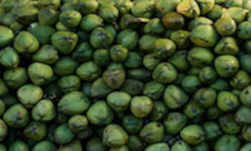 പച്ചത്തേങ്ങ സംഭരണം ഊർജിതമാക്കും -മന്ത്രി