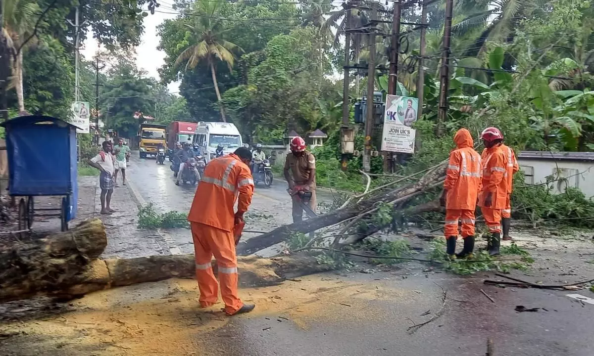 Tree fell down on road, traffic interrupted