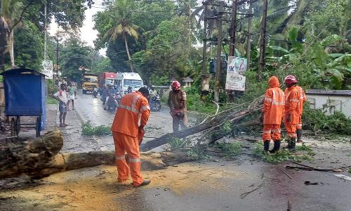 Tree fell down on road, traffic interrupted