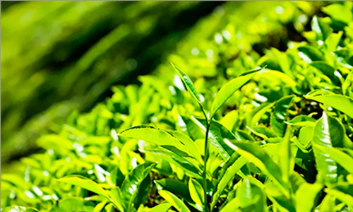 കൊളുന്ത് വാങ്ങാൻ ആളില്ല; ചെറുകിട തേയില കർഷകർ പ്രതിസന്ധിയിൽ