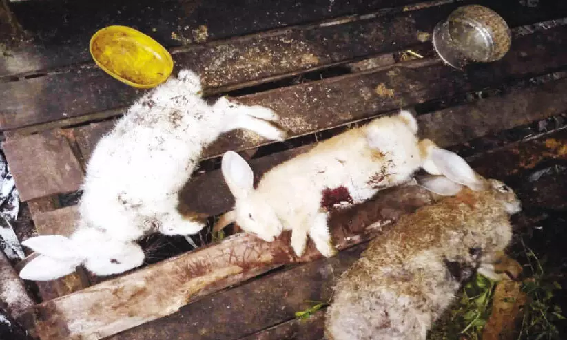 മുയലുകളെ തെരുവുനായ്ക്കൾ കൊന്നു