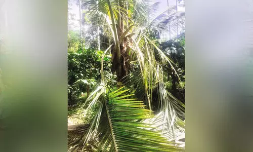 മൂഴിമലയിൽ കാട്ടാന ആക്രമണം;   രണ്ടുപേർക്ക് പരിക്ക്, വൻകൃഷിനാശം