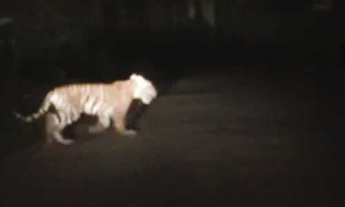 ബീനാച്ചി-പനമരം റോഡിൽ കടുവ; ആശങ്ക