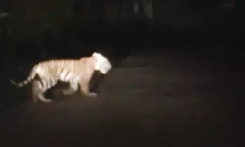 ബീനാച്ചി-പനമരം റോഡിൽ കടുവ; ആശങ്ക