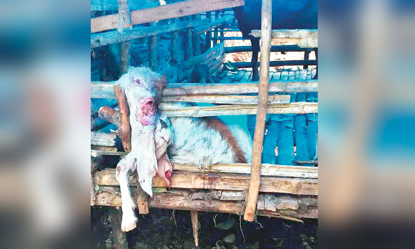 പുലി ആടിനെ കൊന്നു: ഭീതിയിൽ കാഞ്ഞിരപ്പുഴ പുലി ആടിനെ കൊന്നു: ഭീതിയിൽ കാഞ്ഞിരപ്പുഴ