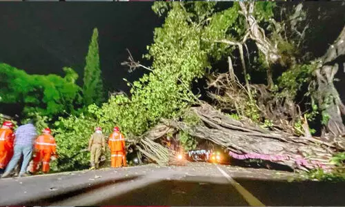 പള്ളിക്കുന്നിൽ കൂറ്റൻ ആൽമരം കടപുഴകി