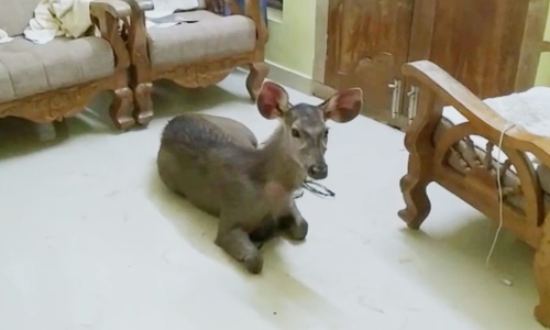 കുട്ടമ്പുഴയിൽ വീടിനകത്തേക്ക് മ്ലാവ് ഓടിക്കയറി