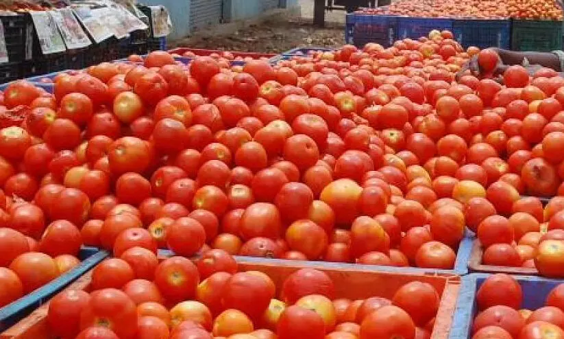 തക്കാളി വില രണ്ടാഴ്ചക്കുള്ളിൽ കുറയും