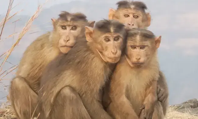 മനുഷ്യരെപ്പോലെ സ്നേഹം പ്രകടിപ്പിക്കാൻ കുരങ്ങിനുമാകും; ഈ വീഡിയോ കണ്ടുനോക്കൂ