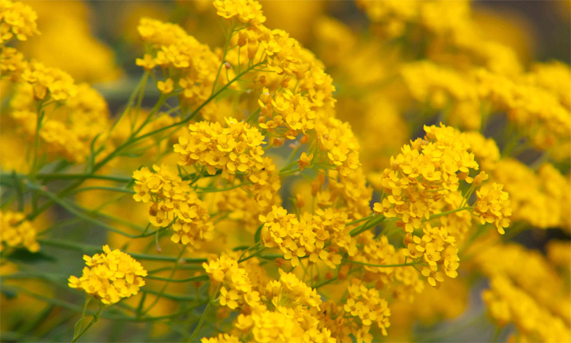 തമിഴ്നാട്ടിലെ പൂപ്പാടം തളിർക്കുമ്പോൾ പൂമണം പരക്കുന്നത് മൂന്നാറിൽ തമിഴ്നാട്ടിലെ പൂപ്പാടം തളിർക്കുമ്പോൾ പൂമണം പരക്കുന്നത് മൂന്നാറിൽ