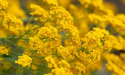 തമിഴ്നാട്ടിലെ പൂപ്പാടം തളിർക്കുമ്പോൾ പൂമണം പരക്കുന്നത് മൂന്നാറിൽ