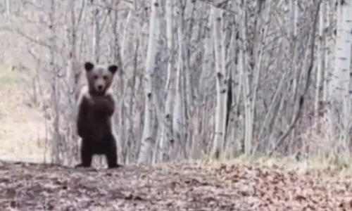 ഞാൻ ജാക്സനല്ലടാ...- വൈറലായ കരടിക്കുട്ടന്റെ ഡാൻസ് വീഡിയോ കാണാം