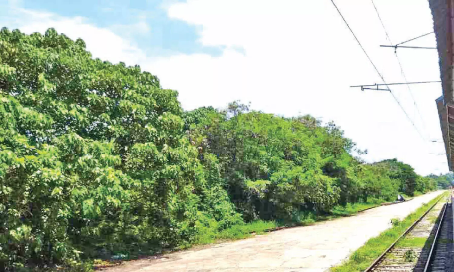 നാളെ പരിസ്ഥിതി ദിനം; കണ്ടൽകാടുകൾ നാശത്തിന്റ വക്കിൽ; സംരക്ഷിക്കാൻ നടപടിയില്ല
