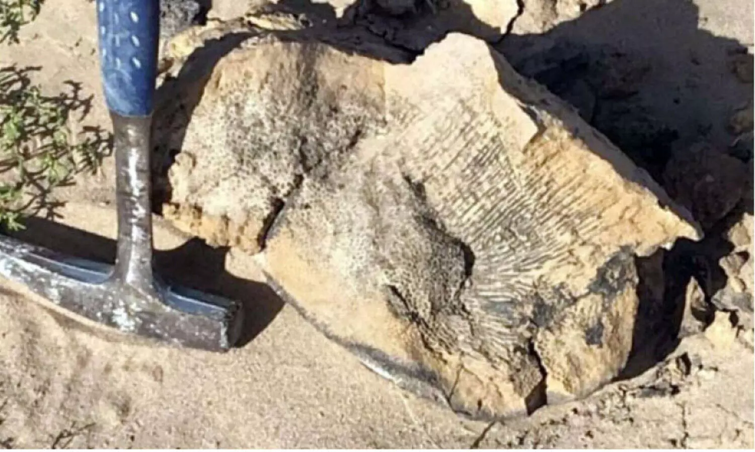 80 ദശലക്ഷം വർഷം പഴക്കമുള്ള കടൽപ്പല്ലിയുടെ ഫോസിൽ കണ്ടെത്തി