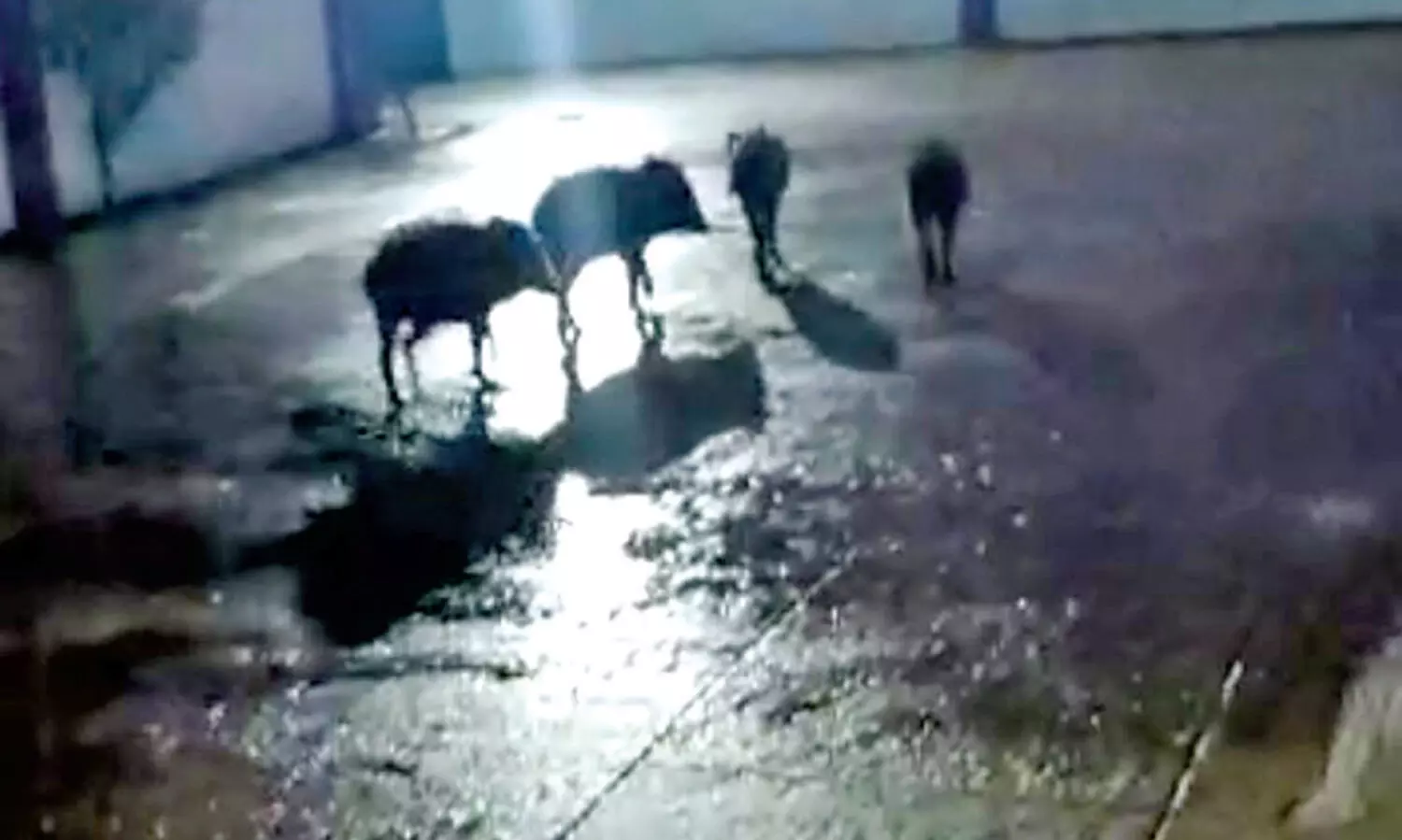 ബത്തേരി നഗരത്തിൽ കാട്ടുപന്നി ശല്യം രൂക്ഷം; ആർ.ആർ.ടിയും രംഗത്ത്