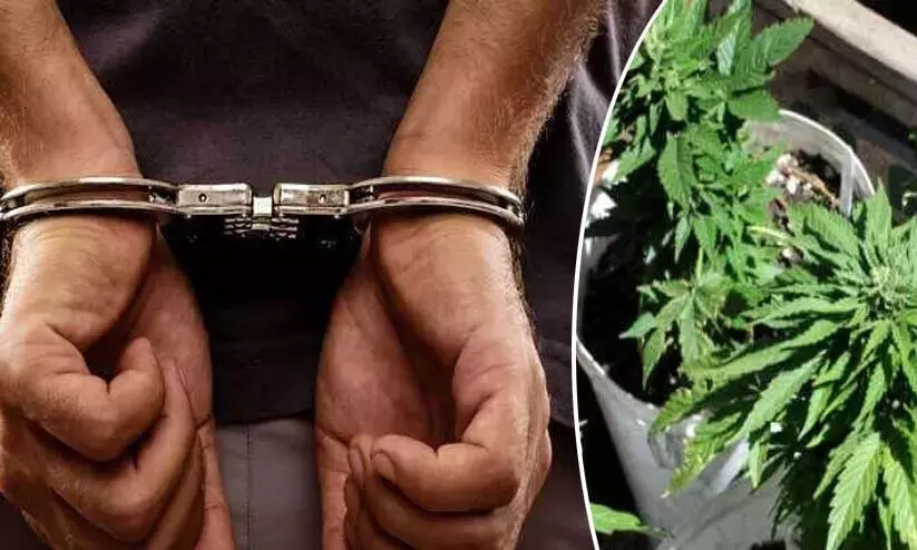 വീടിന്റെ ടെറസിൽ കഞ്ചാവ് വളർത്തൽ; യുവാവ് അറസ്റ്റിൽ വീടിന്റെ ടെറസിൽ കഞ്ചാവ് വളർത്തൽ; യുവാവ് അറസ്റ്റിൽ