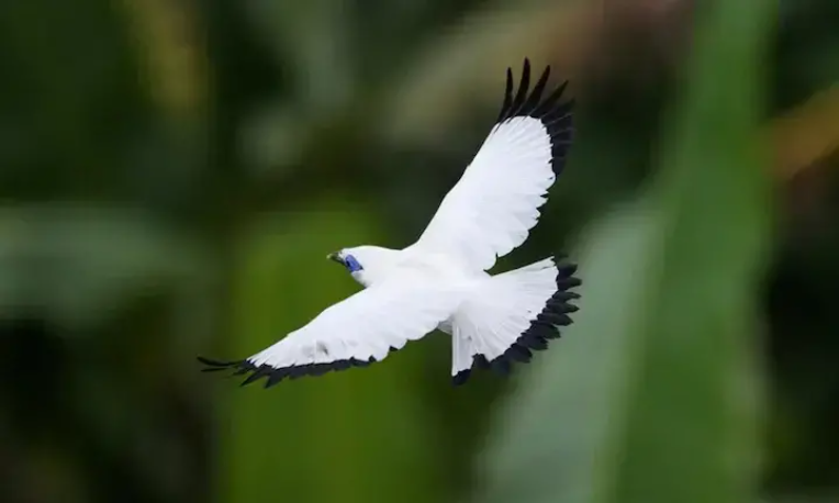 ബാലി മൈന ബാലി മൈന