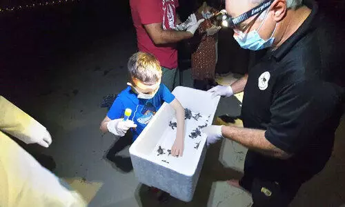 കടലാമക്കുഞ്ഞുങ്ങളിലേക്ക് ഒരു കൗതുകയാത്ര