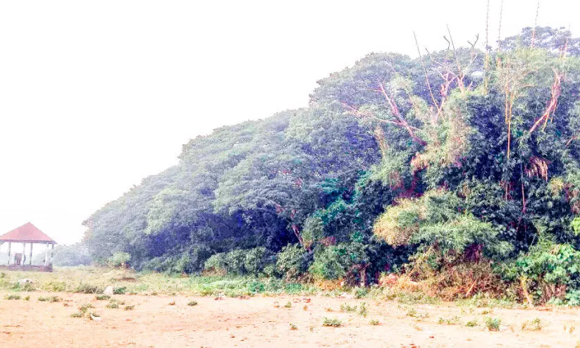 തലമുറകൾക്കായി അവരൊരുക്കിയ  കുട്ടിവനം മൂവായിരത്തോളം മരങ്ങളായി പടർന്നു