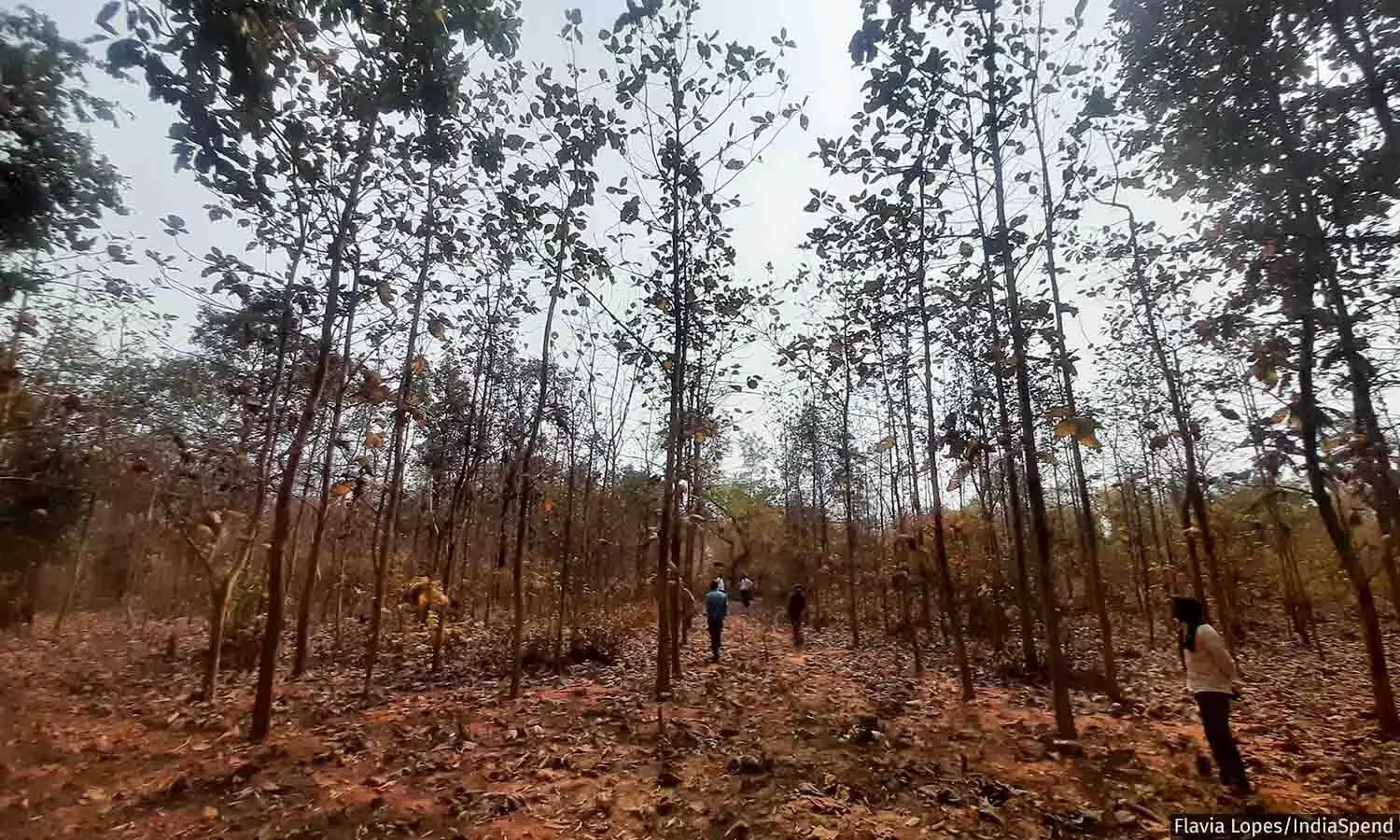 കാടാണ്, കാക്കേണ്ടത് നമ്മളാണ്... കാടാണ്, കാക്കേണ്ടത് നമ്മളാണ്...