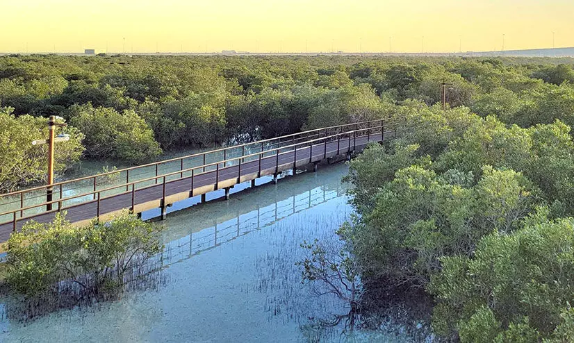 മ​രു​ക്കാ​ടു​ക​ളി​ലെ മ​രു​പ്പ​ച്ച​ക​ൾ