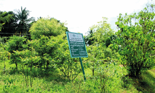 ജില്ലയെ ഹരിതാഭമാക്കാൻ പച്ചത്തുരുത്തുകൾ