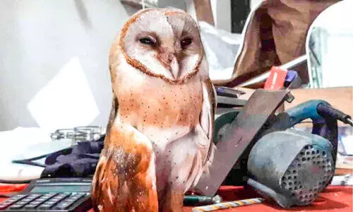 കൗതുകക്കാഴ്ചയായി വെള്ളിമൂങ്ങ