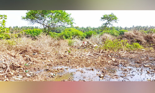 പ്രതിഷേധം ശക്തം; തലശ്ശേരിയിൽ കണ്ടൽ കൈയേറ്റം