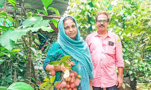 പ്രകൃതിയുടെ കുടപിടിച്ച് സാജിതയുടെ പറുദീസ
