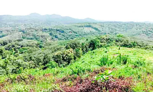 കൊള്ളയടിച്ച വനഭൂമിയിൽ വീണ്ടും പച്ചപ്പ്