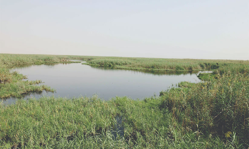 പ്ര​കൃ​തി സം​ര​ക്ഷ​ണ​ത്തി​ന്​ കു​വൈ​ത്ത്​ ചെ​ല​വ​ഴി​ക്കു​ന്ന​ത്​ കോ​ടി​ക​ൾ