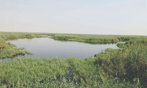 പ്ര​കൃ​തി സം​ര​ക്ഷ​ണ​ത്തി​ന്​ കു​വൈ​ത്ത്​ ചെ​ല​വ​ഴി​ക്കു​ന്ന​ത്​ കോ​ടി​ക​ൾ