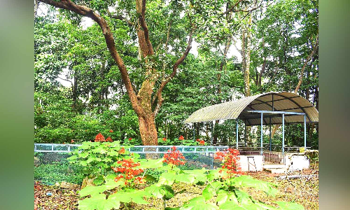 ഇവിടെയിതാ, സ്വന്തമായി വനമുള്ള വിദ്യാലയം