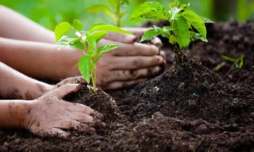 ആ 8 കോടി 75 ലക്ഷം തൈകൾ!... പണമൊഴുക്കിയിട്ടും വളരാത്ത മരങ്ങൾ