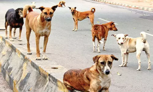 തെരുവുനായുടെ കടിയേറ്റ് അഞ്ചുപേര്‍ക്ക് പരിക്ക്