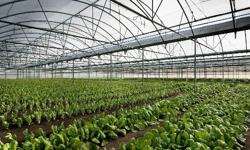 Ukraines giant seed bank