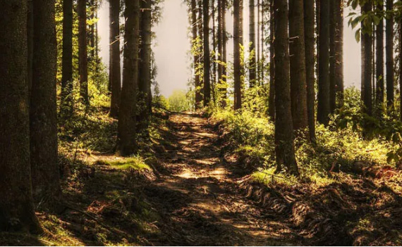 ക്ഷേത്രത്തിൽ പോകവെ ദമ്പതികളെ കരടി കൊന്ന് തിന്നു