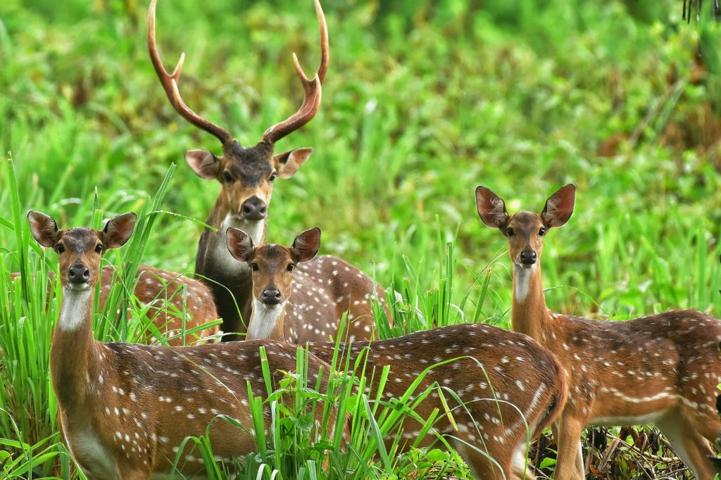 Buffer Zone Buffer Zone