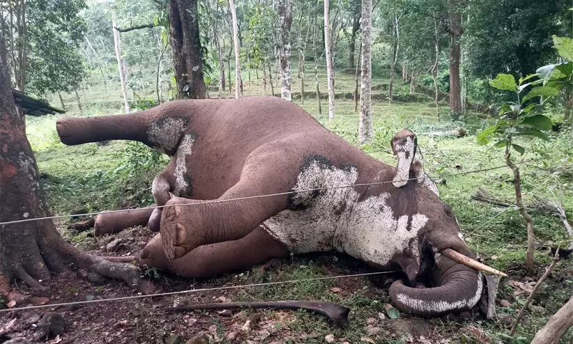 wild elephant died aryankavu