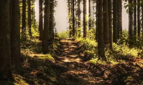 ക്ഷേത്രത്തിൽ പോകവെ ദമ്പതികളെ കരടി കൊന്ന് തിന്നു