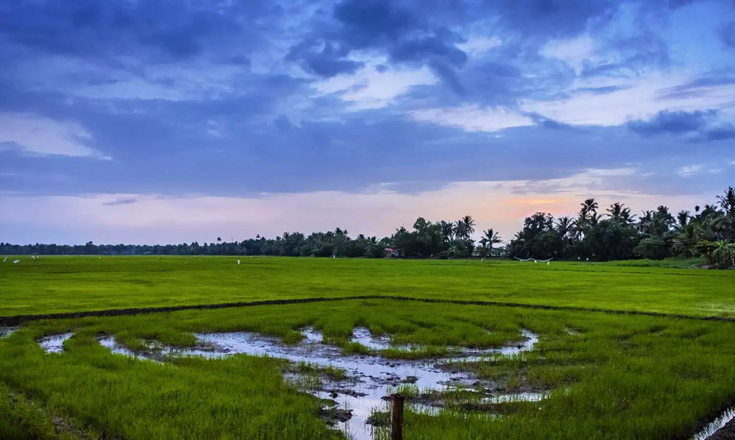കര്‍ഷകര്‍ക്ക് സൗജന്യ വൈദുതി പദ്ധതി: ബില്ലിൽ വൻ പൊരുത്തക്കേടെന്ന് കണ്ടെത്തൽ