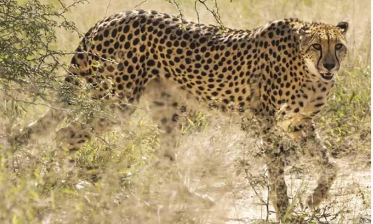 വേഗരാജാവ് തിരിച്ചെത്തുന്നു; ദക്ഷിണാഫ്രിക്കയിൽ നിന്ന് ചീറ്റപ്പുലികളെ എത്തിക്കാനൊരുങ്ങി ഇന്ത്യ