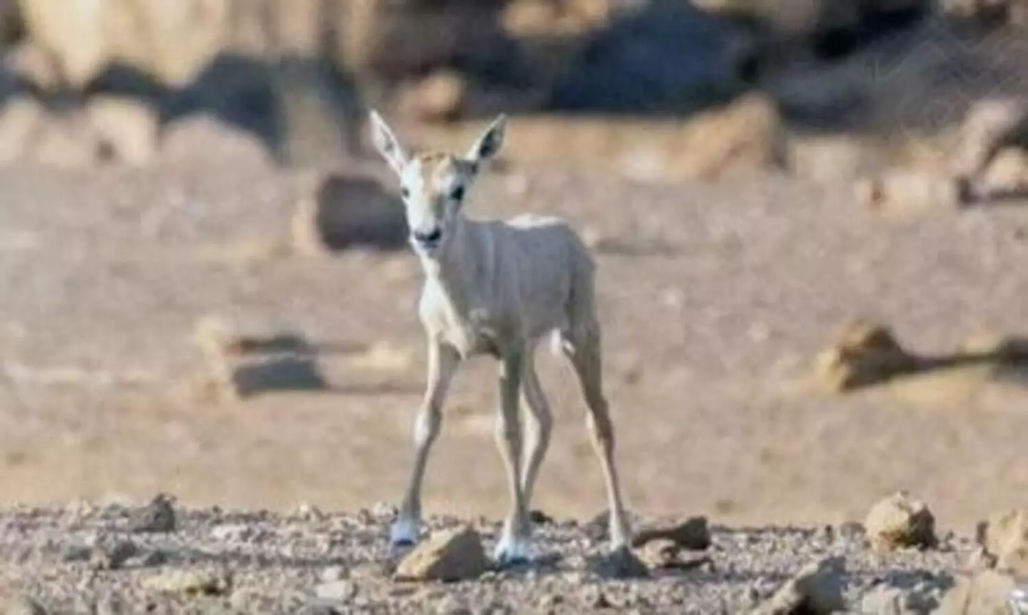 90 വർഷത്തെ ഇടവേളക്ക് ശേഷം സൗദിയിൽ അറേബ്യൻ ഓറിക്‌സിന് കുഞ്ഞു ജനിച്ചു